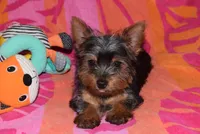 ROSE, a female Yorkshire Terrier for sale in Jacksonville, GA – 5 of 6