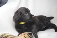 Sunshine, a female Boykin Spaniel for sale in Jacksonville, GA – 4 of 8
