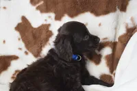 Wrangler, a male Boykin Spaniel for sale in Jacksonville, GA – 3 of 7