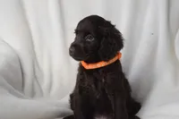 Tango, a female Boykin Spaniel for sale in Jacksonville, GA – 6 of 6