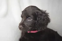 Rosey, a female Boykin Spaniel for sale in Jacksonville, GA – 5 of 6