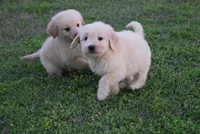 Butch, a male Goldendoodle for sale in Jacksonville, GA – Photo 4 of 4