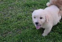 Butch, a male Goldendoodle for sale in Jacksonville, GA – Photo 2 of 4