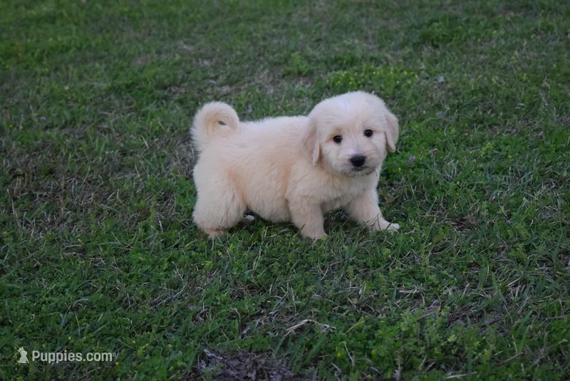 Butch – Goldendoodle puppy for sale in Jacksonville, GA