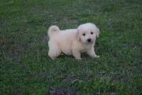Butch, a male Goldendoodle for sale in Jacksonville, GA – Photo 1 of 4