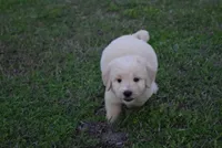 Butch, a male Goldendoodle for sale in Jacksonville, GA – Photo 3 of 4