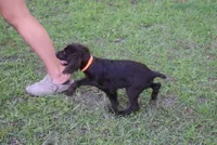 BUCKSHOT, a male Boykin Spaniel for sale in Jacksonville, GA – 4 of 9