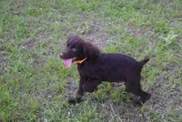 BUCKSHOT, a male Boykin Spaniel for sale in Jacksonville, GA – 9 of 9