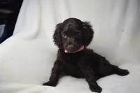 Rosey, a female Boykin Spaniel for sale in Jacksonville, GA – 2 of 6
