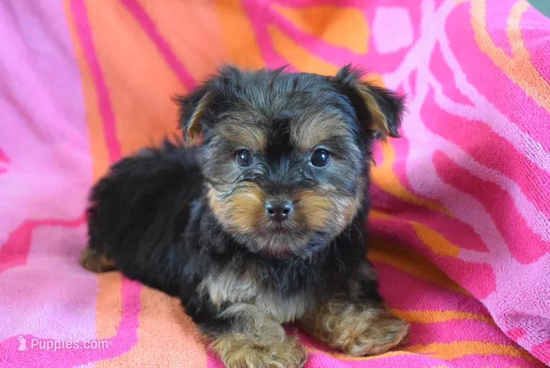 DALLAS – Shorkie puppy for sale in Jacksonville, GA