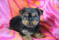 DALLAS, a female Miniature Schnauzer and Yorkshire Terrier for sale in Jacksonville, GA – 2 of 6