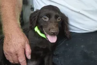 Camo, a male Boykin Spaniel for sale in Jacksonville, GA – 1 of 9