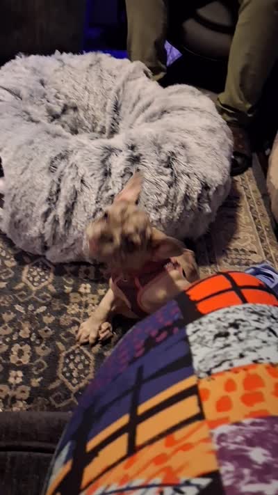Penelope , a female French Bulldog for sale in Pitcairn, PA – 1 of 1