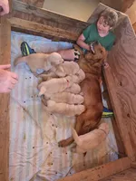 Goldie , a female Golden Retriever for sale in Briggs, TX – 3 of 3