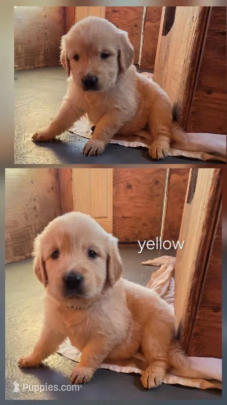 Goldie  – Golden Retriever puppy for sale in Briggs, TX