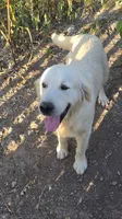 Goldie , a female Golden Retriever for sale in Briggs, TX – 2 of 3