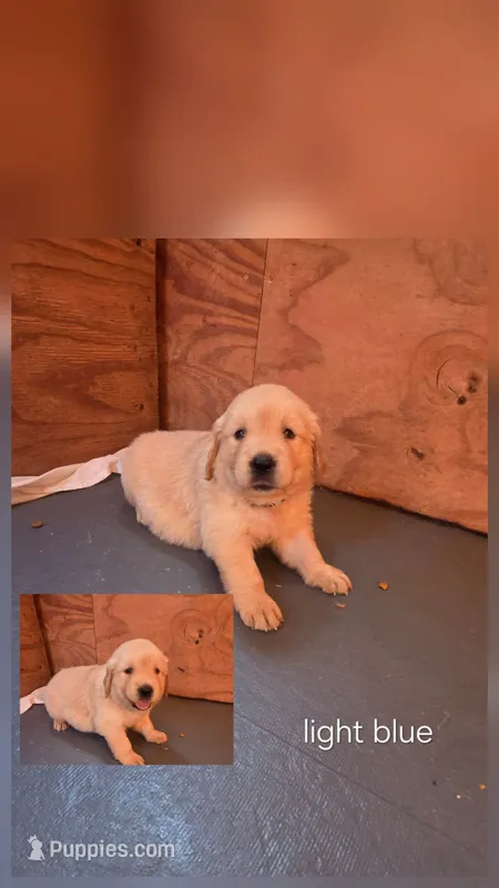 Alex/ light blue collar – Golden Retriever puppy for sale in Briggs, TX