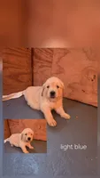 Alex/ light blue collar, a female Golden Retriever for sale in Briggs, TX – 1 of 3