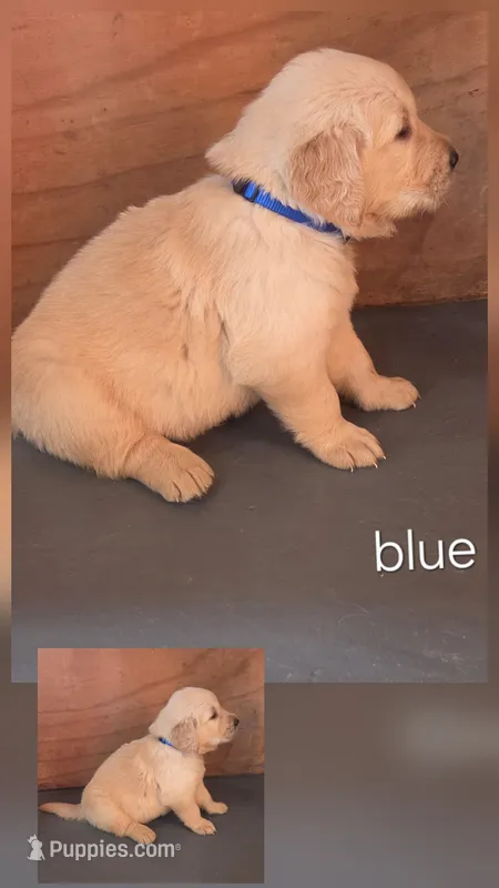 Blu  – Golden Retriever puppy for sale in Briggs, TX