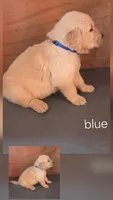 Blu , a male Golden Retriever for sale in Briggs, TX – 1 of 3