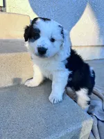 Mauney-moo , a male Australian Shepherd for sale in Perris, CA – 6 of 9