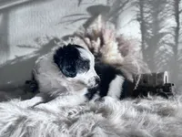 Mauney-moo , a male Australian Shepherd for sale in Perris, CA – 2 of 9
