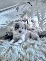 Bunny , a female Australian Shepherd for sale in Perris, CA – 3 of 10