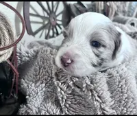 Queen , a female Australian Shepherd for sale in Perris, CA – 5 of 8