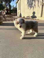 Bunny , a female Australian Shepherd for sale in Perris, CA – 10 of 10
