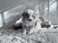 Queen , a female Australian Shepherd for sale in Perris, CA – 3 of 8