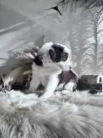 Lane , a male Australian Shepherd for sale in Perris, CA – 5 of 10