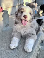Queen , a female Australian Shepherd for sale in Perris, CA – 8 of 8