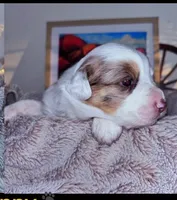 Bunny , a female Australian Shepherd for sale in Perris, CA – 5 of 10