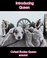 Queen , a female Australian Shepherd for sale in Perris, CA – 6 of 8