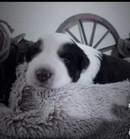 Lane , a male Australian Shepherd for sale in Perris, CA – 8 of 10