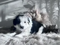 Mauney-moo , a male Australian Shepherd for sale in Perris, CA – 4 of 9