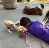 Queen , a female Australian Shepherd for sale in Perris, CA – 7 of 8