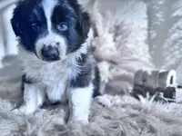 Tuff, a male Australian Shepherd for sale in Perris, CA – 5 of 8