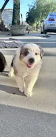 Bunny , a female Australian Shepherd for sale in Perris, CA – 6 of 10