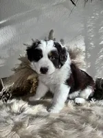 Lane , a male Australian Shepherd for sale in Perris, CA – 7 of 10