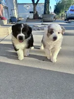 Tuff, a male Australian Shepherd for sale in Perris, CA – 7 of 8