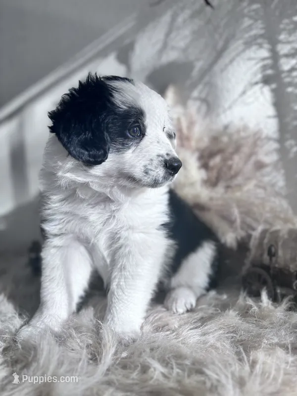 Mauney-moo  – Australian Shepherd puppy for sale in Perris, CA