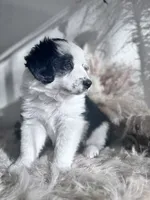 Mauney-moo , a male Australian Shepherd for sale in Perris, CA – 1 of 9