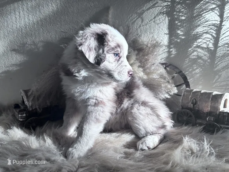 Queen  – Australian Shepherd puppy for sale in Perris, CA