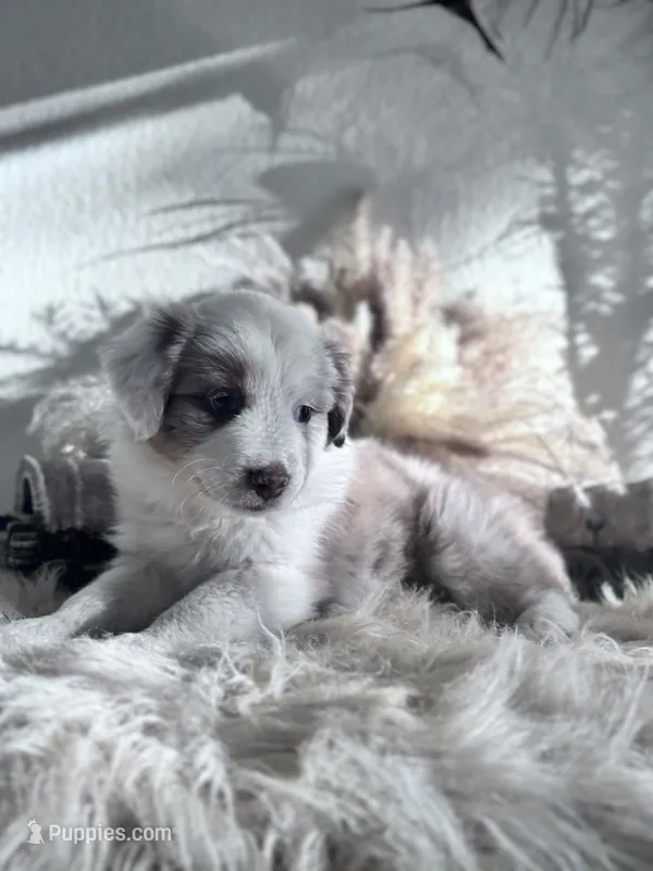 Bunny  – Australian Shepherd puppy for sale in Perris, CA