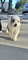 Bunny , a female Australian Shepherd for sale in Perris, CA – 7 of 10