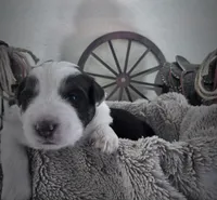 Lane , a male Australian Shepherd for sale in Perris, CA – 10 of 10