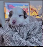 Bunny , a female Australian Shepherd for sale in Perris, CA – 4 of 10