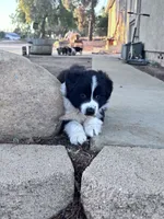 Tuff, a male Australian Shepherd for sale in Perris, CA – 8 of 8