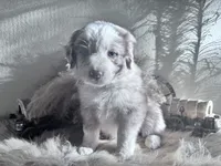 Queen , a female Australian Shepherd for sale in Perris, CA – 4 of 8
